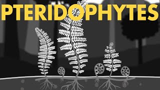 Pteridophytes Class 11  Life cycle of Pteridophytes ANIMATION  Plant Kingdom Class 11  NEET [upl. by Fujio]