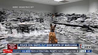 Police dog sniffs out 10M worth of marijuana [upl. by Dav]