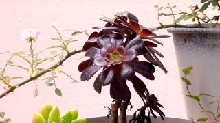 多肉植物Succulent plants黒法師ﾌﾞﾛﾝｽﾞ姫With the rose [upl. by Longwood]