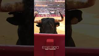 IMPRESIONANTE TORO BRAVO ESPAÑOL bull toros pov [upl. by Gold]