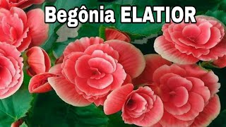 Como cuidar de begonia ELATIOR com DICAS VALIOSAS [upl. by Warren597]