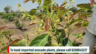 Hass avocado on Degania 117 flowering in Bhopal  Vlog 120  Indo Israel Avocado  6268643227 [upl. by Charlot]