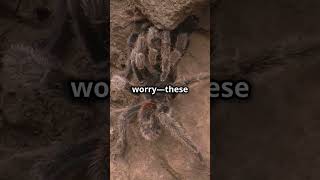 Discover the Tarantula’s Hairy Defense [upl. by Sivrup]