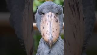 Shoebill Bird wildlife birds shorts [upl. by Langille718]