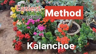 Kalanchoe propagation easy ideas l How to grow Kalanchoe plant from cuttings l Kalanchoe plant care [upl. by Kcyred518]