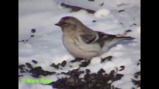 Sizerin blanchâtreArctic Redpoll [upl. by Uhsoj]