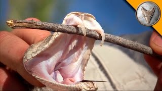 Rattlesnake with Double Fangs [upl. by Jaquelin827]