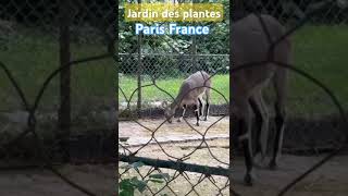 Jardin des plantes paris France🇲🇫 Septembre 2024 [upl. by Parfitt]