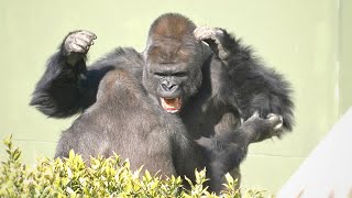 Huge Silverback Gorilla Shows Off His Strength  Gorillas Screaming  The Shabani Group [upl. by Hendrickson505]