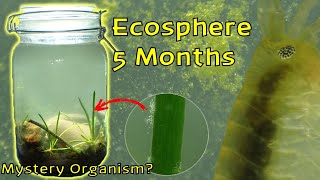 Amphipod EXPLOSION and Mystery Organism │ Woodland Stream Ecosphere  5 Month Update [upl. by Ahseetal]