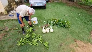 COLHENDO ABÓBORA FEIJÃO VERDE MACAXEIRA E BANANA  VIAGEM PARA MACEIÓ [upl. by Gurias]