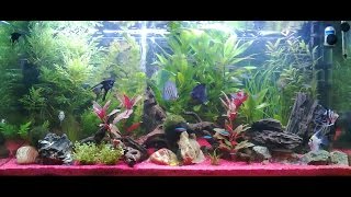 Allestimento del mio primo acquario tropicale dolce 200 litri [upl. by Eirruc]