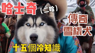 哈士奇的15個驚人秘密：帶你見證二哈的獨特魅力和感人傳奇 [upl. by Sibbie]