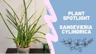 Plant Spotlight My Sansevieria cylindrica with flower spikes [upl. by Reyotal]