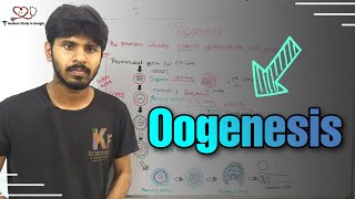 Oogenesis detail explanation in bangla [upl. by Akehsay529]