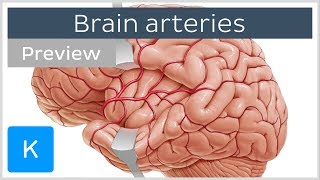 Arteries of the brain lateral and medial views preview  Human Neuroanatomy  Kenhub [upl. by Thaddus]