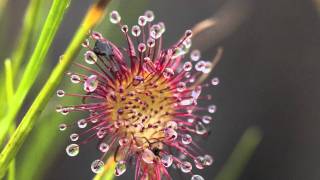 Carnivous plants  Sundew plant Eating fly [upl. by Ataliah751]