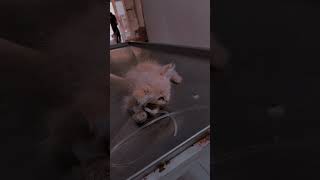 Kitten with Panleukopenia Virus  IV infusion  Pet Clinic  cat catlover viral viralshort [upl. by Adyan]