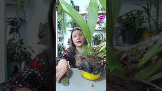 Como reproducir orquideas de vulbo de manera efectiva orquideas jardin plantas [upl. by Paluas]