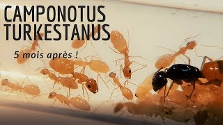 Camponotus turkestanus  5 mois et un premier media plus tard [upl. by Celestia626]