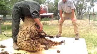 Sheep Shearing with David Lynch [upl. by Nosnorb]