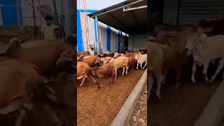 Cows cows amp cows shortvideo india cuteanimals animals video nature [upl. by Aleibarg]