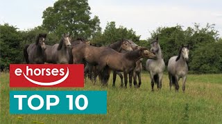 Top 10 pony breeds [upl. by Aneret712]