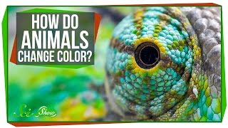 How Do Animals Change Color [upl. by Yelyac77]