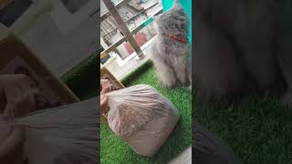 how to choose best cat litter  organic litter  yt ytshorts [upl. by Mehitable]