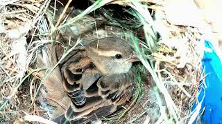 Nesting hatching and full growth of sparrows [upl. by Magdau]