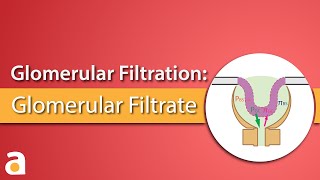 Glomerular Filtration Glomerular Filtrate [upl. by Nojad]