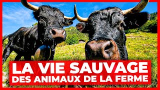 La vie sauvage des animaux de la ferme [upl. by Mile117]