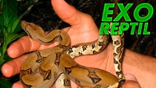 Exo Reptil  Como Sacar a una Boa de su Terrario  Levantar Boa [upl. by Llertnov]