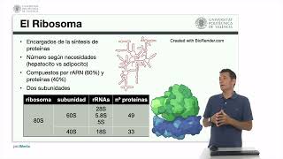 El ribosoma  1160  UPV [upl. by Drapehs]