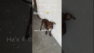 He’s dangerous watch out 🤫 funnydogs animals cute [upl. by Bennett]