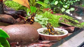 Oophaga histrionica baudo Dartfrogs [upl. by Adallard]