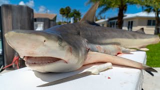 How To Fillet a Whole SHARK Atlantic Blacktip Shark [upl. by Kimon]