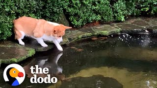 Corgi Is So Obsessed With Koi Pond That He Falls In  The Dodo [upl. by Ethbinium]