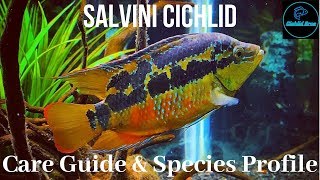 Salvini Cichlid  Care Guide amp Species Profile [upl. by Nue]