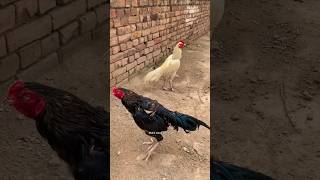 Chick call to his black mushka father youtubeshorts viralvideo birds youtube [upl. by Rydder]