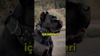 Dünyanın En iyi İkilisi  Cane Corso ve Dogo Argentino [upl. by Munro]