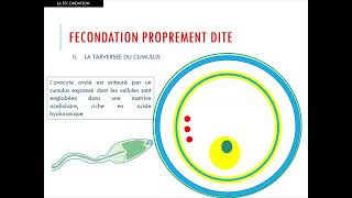Gynéco  07Fécondation et la nidation Dr Aouce [upl. by Garfinkel83]