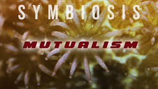 Symbiosis Mutualism [upl. by Stanislaus]