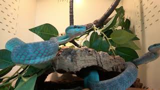 Blue Insular Pit Vipers [upl. by Arlin]