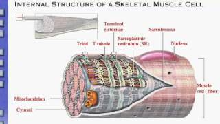 Anatomy amp Physiology Review of Skeletal Muscle Tissue [upl. by Vernor]