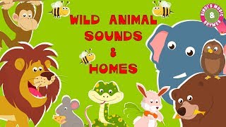 Wild Animal Sounds amp Homes  Educational Rhymes  Nursery Rhymes for Children [upl. by Uri]