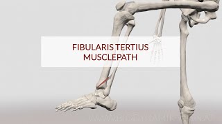 Fibularis Tertius Musclepath 3D Animation [upl. by Adnawak881]