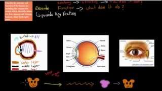 C23 Structure and function of the eye HSC biology [upl. by Enitsua]