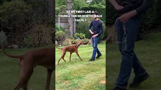 Training A DogReactive Vizsla dogtraining vizsla dog [upl. by Enid726]