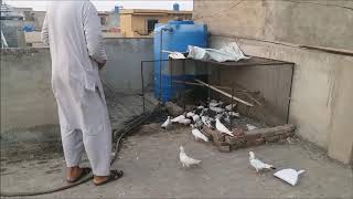 Galwa Kabootar Pakra  Hashim Mahmood Pigeons [upl. by Eidderf]